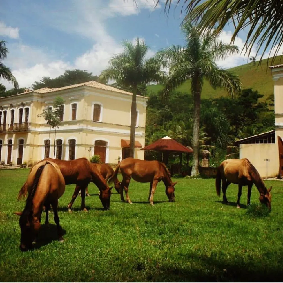 Casarão histórico da Fazenda Neuchatel entre palmeiras imperiais, com cavalos no pasto e serra ao fundo