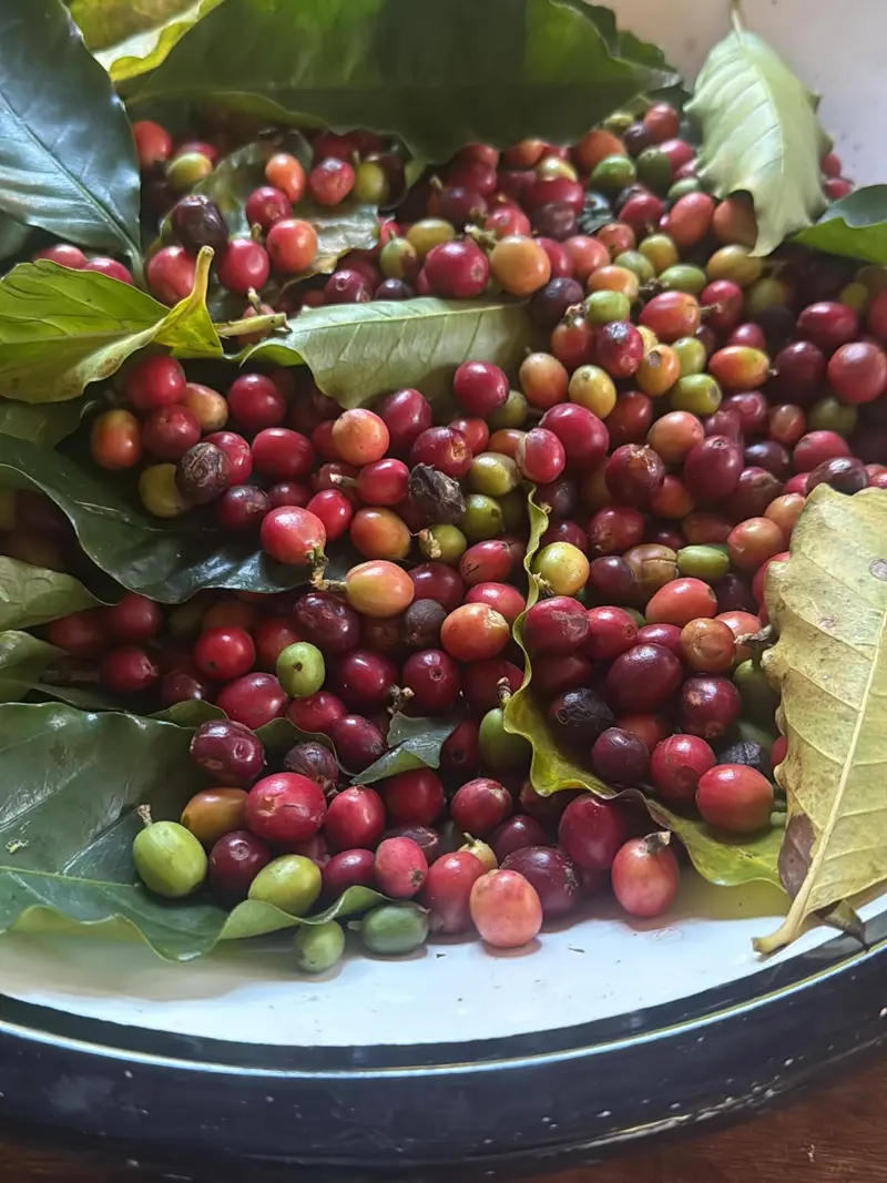 Freshly picked coffee cherries at Fazenda Neuchatel