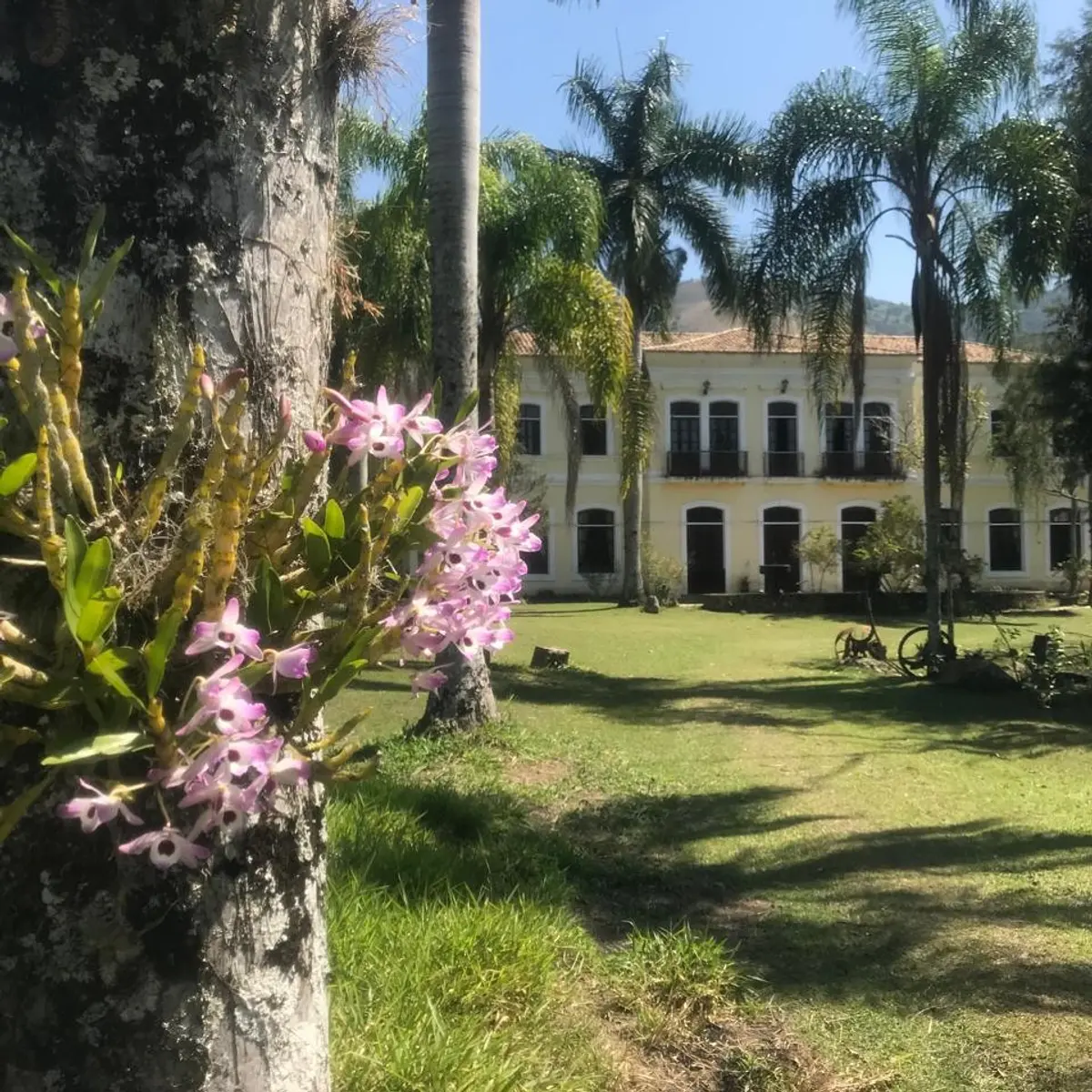 Outdoor area of Fazenda Neuchatel among imperial palms