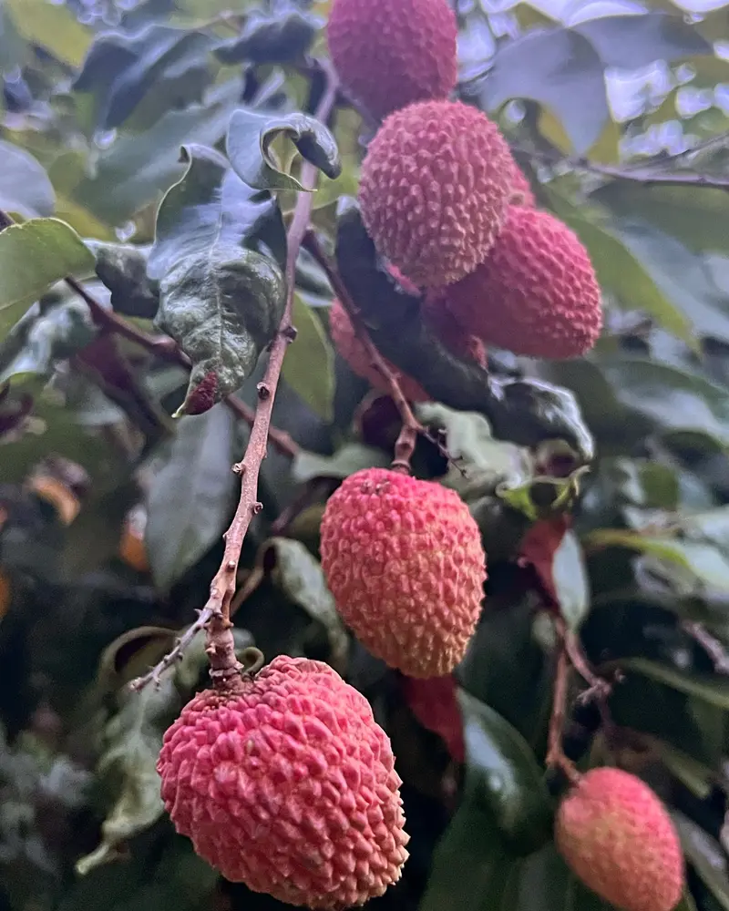 Lychee harvest at Fazenda Neuchatel